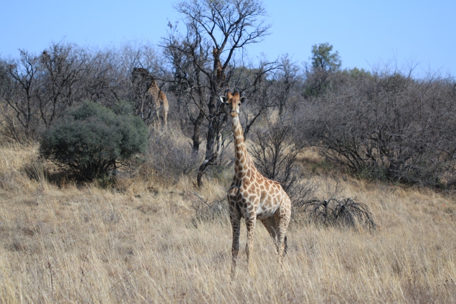 Commercial Property for Sale in Lekwena Wildlife Estate North West